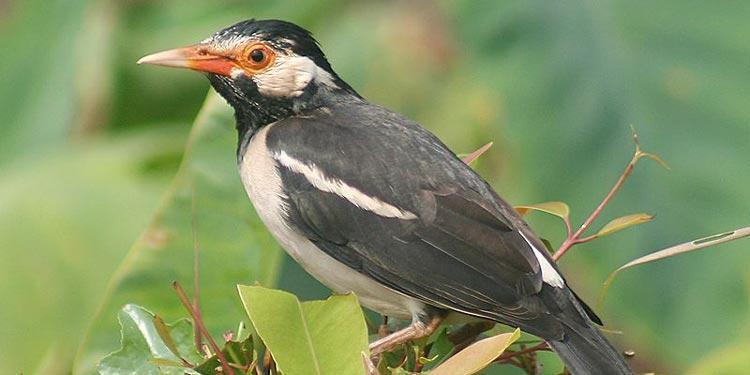 Daftar Gacor 24 Jam: Tips dan Trik Merawat Burung Agar Selalu Bersuara Indah