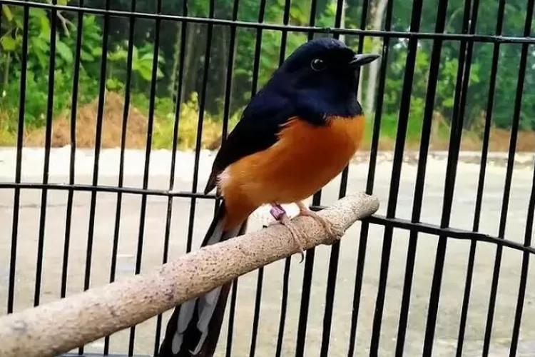 Daftar Gacor 24 Jam: Tips dan Trik Merawat Burung Agar Selalu Bersuara Indah