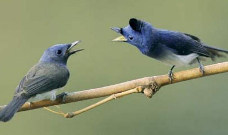 Daftar Gacor Dipercaya: Pilihan Terbaik untuk Burung Anda